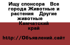 Ищу спонсора - Все города Животные и растения » Другие животные   . Камчатский край